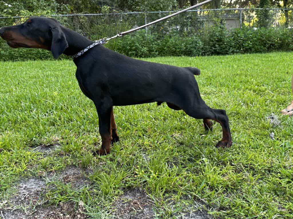 OPUS - The Doberman