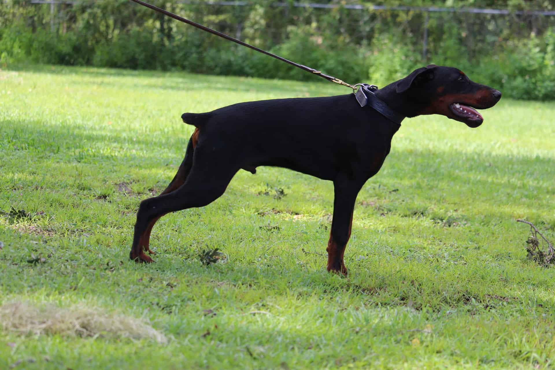 Dogs Personal Protection Dogs For Sale EliteProtectionDogs