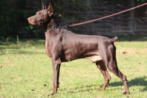 Red & Rust Doberman standing in green field. Beautiful dog with sleek coat and athletic build.