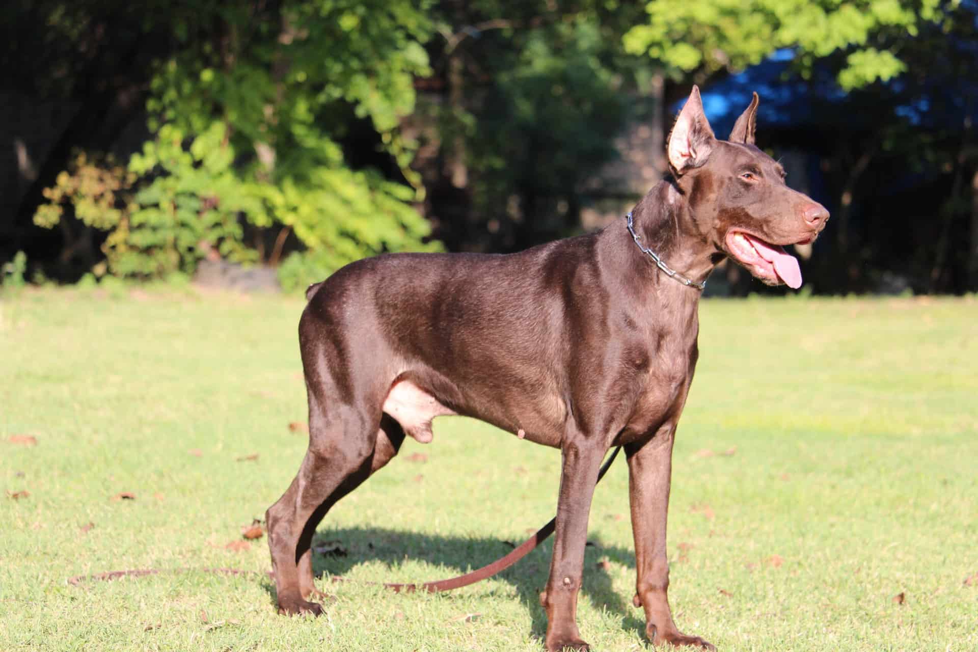 Guard Dog and Personal Protection Dog ATHOS European Doberman