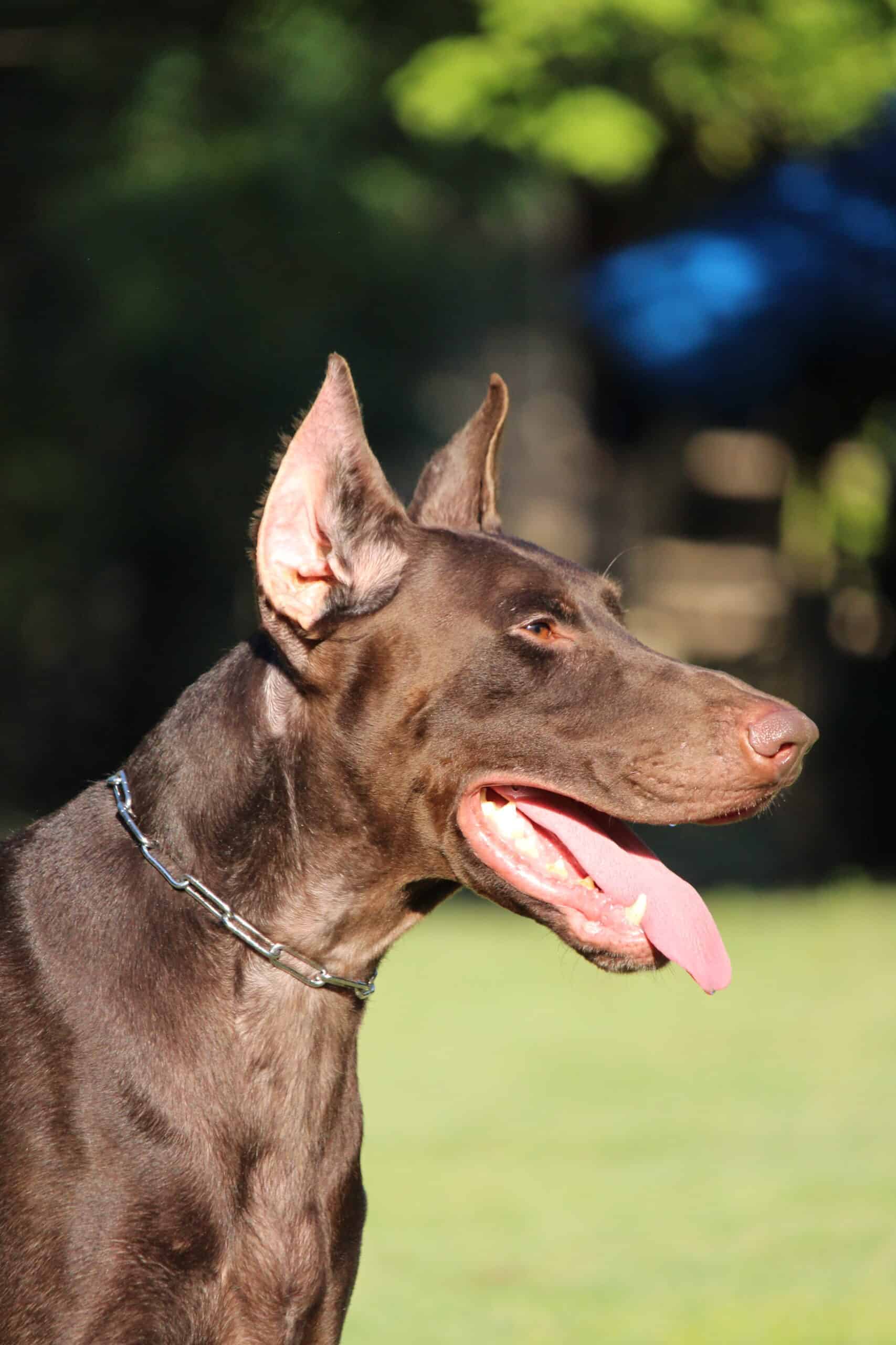 Guard Dog and Personal Protection Dog ATHOS European Doberman