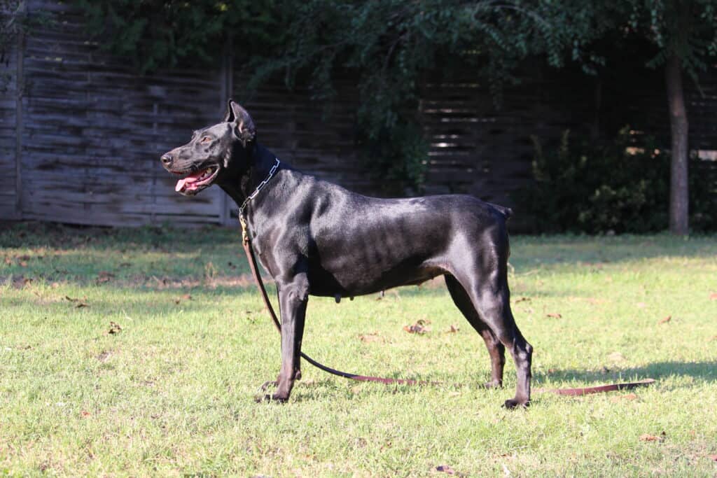 Personal Protection Dog-Beautiful Black Doberman female posing in the sunshine