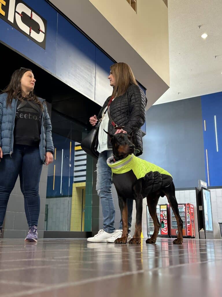 Personal Protection Doberman with the Owner and his Master Trainer