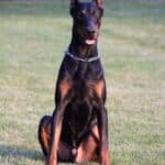 Executive Family and Personal Protection dog Doberman-TITAN