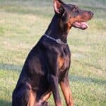 Executive Family and Personal Protection dog Doberman-TITAN