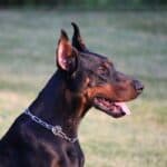 Executive Family and Personal Protection dog Doberman-TITAN