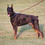 Executive Family and Personal Protection dog Doberman-TITAN