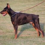 Executive Family and Personal Protection dog Doberman-TITAN