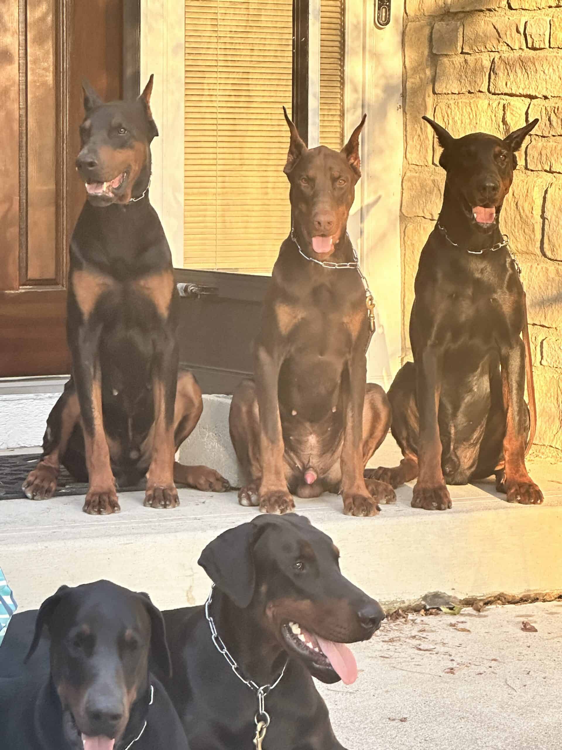 Personal Protection Dogs- Doberamns ready to guard their home