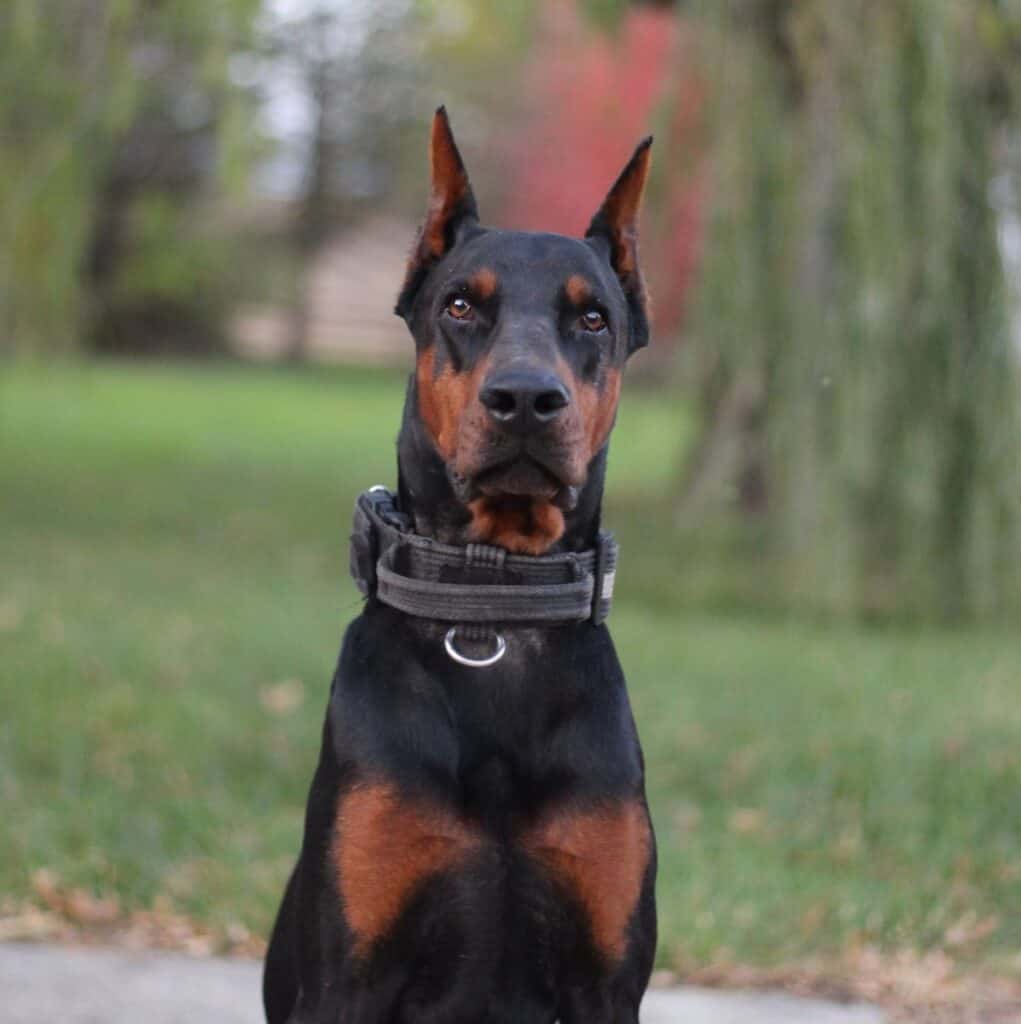 Executive Personal Protection Dog- ROCKY-European Doberman