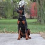 Executive Family and Personal Protection dog Doberman-Rocky