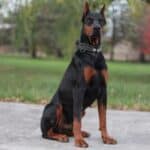 Executive Family and Personal Protection dog Doberman-Rocky