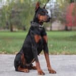 Executive Family and Personal Protection dog Doberman-Rocky