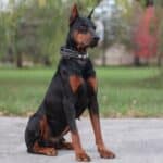 Executive Family and Personal Protection dog Doberman-Rocky