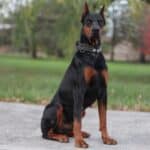 Executive Family and Personal Protection dog Doberman-Rocky