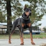 Executive Family and Personal Protection dog Doberman-Rocky