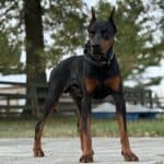 Executive Family and Personal Protection dog Doberman-Rocky