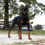 Executive Family and Personal Protection dog Doberman-Rocky