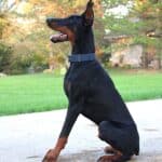 Personal Protection Dog_ European Doberman PIXEL