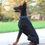 Personal Protection Dog_ European Doberman PIXEL