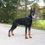 Personal Protection Dog_ European Doberman PIXEL