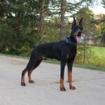 Personal Protection Dog_ European Doberman PIXEL