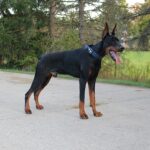 Personal Protection Dog_ European Doberman PIXEL