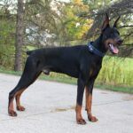 Personal Protection Dog_ European Doberman PIXEL