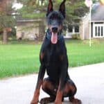 Personal Protection Dog_ European Doberman PIXEL