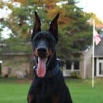 Personal Protection Dog_ European Doberman PIXEL