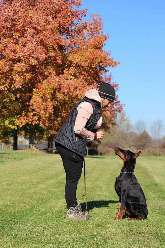 obedience training with a doberman puppy