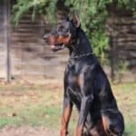 Executive Family and Personal Protection dog Doberman-JASPER