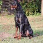 Executive Family and Personal Protection dog Doberman-JASPER