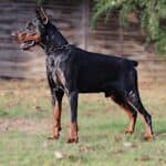 Executive Family and Personal Protection dog Doberman-JASPER