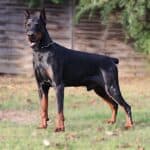 Executive Family and Personal Protection dog Doberman-JASPER