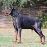 Executive Family and Personal Protection dog Doberman-JASPER