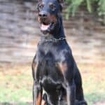 Executive Family and Personal Protection dog Doberman-JASPER