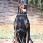 Executive Family and Personal Protection dog Doberman-JASPER