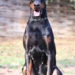 Executive Family and Personal Protection dog Doberman-JASPER