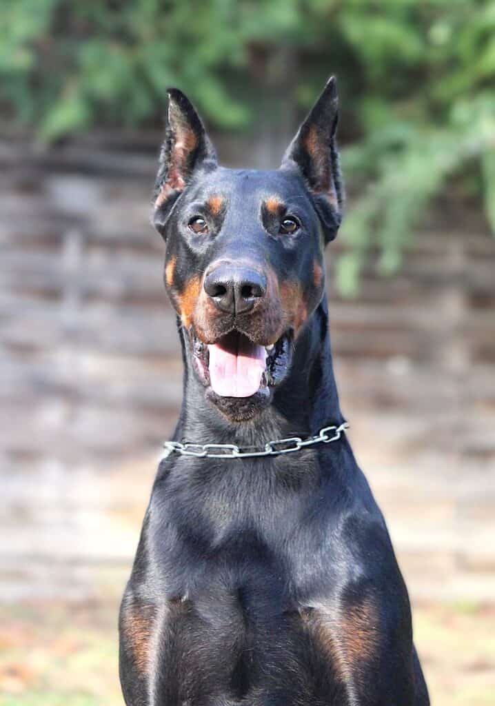 Executive Family and Personal Protection European Doberman