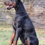 Executive Family and Personal Protection dog Doberman-JASPER