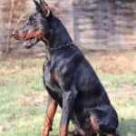 Executive Family and Personal Protection dog Doberman-JASPER