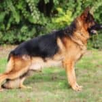 Personal Protection Dog German Shepherd for sale- REX