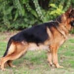 Personal Protection Dog German Shepherd for sale- REX