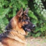 Personal Protection Dog German Shepherd for sale- REX