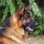 Personal Protection Dog German Shepherd for sale- REX