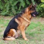 Personal Protection Dog German Shepherd for sale- REX