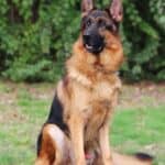 Personal Protection Dog German Shepherd for sale- REX