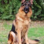 Personal Protection Dog German Shepherd for sale- REX