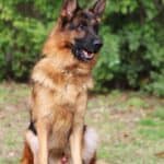 Personal Protection Dog German Shepherd for sale- REX